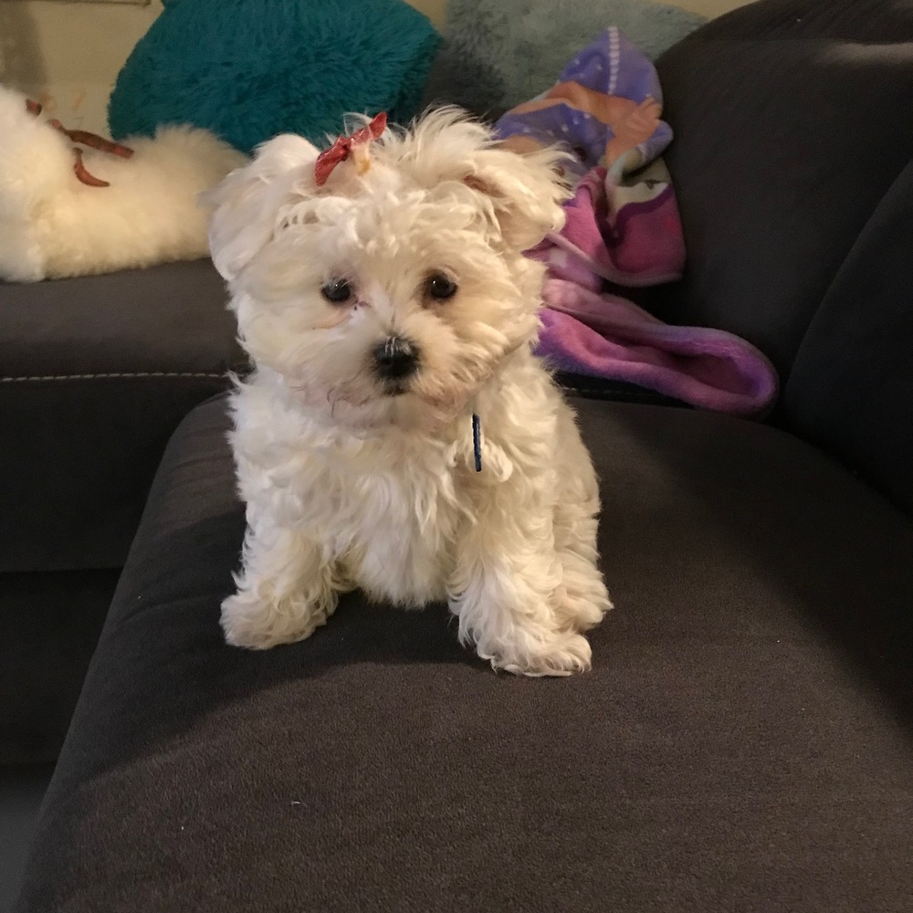 Meet your Posher, Candy